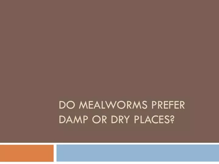 do mealworms prefer damp or dry places