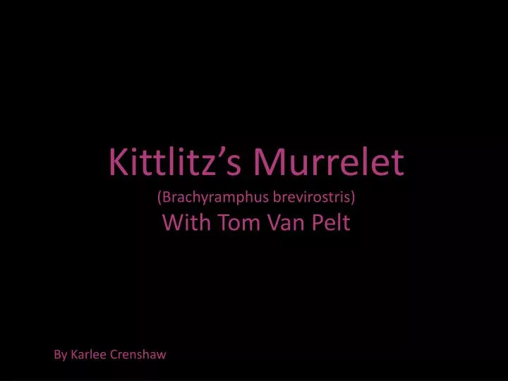 kittlitz s murrelet brachyramphus brevirostris with tom van pelt