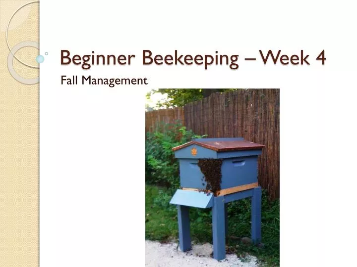 beginner beekeeping week 4
