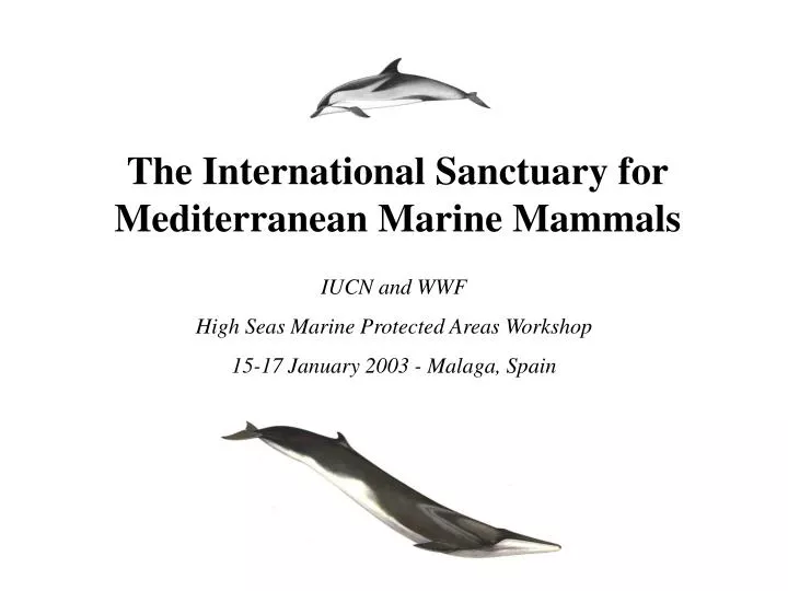 the international sanctuary for mediterranean marine mammals