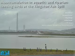 Bioaccumulation in aquatic- and riparian-feeding birds at the Kingston Ash Spill