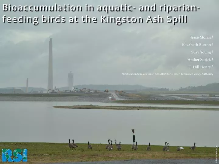 bioaccumulation in aquatic and riparian feeding birds at the kingston ash spill