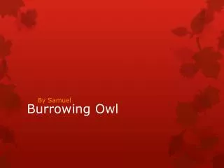 Burrowing Owl