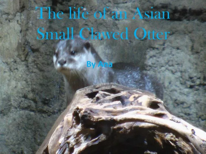 the life of an asian small clawed otter