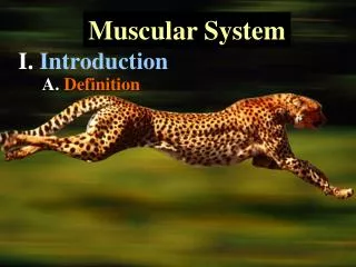 Muscular System