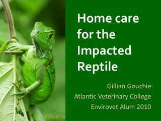 Home care for the Impacted Reptile