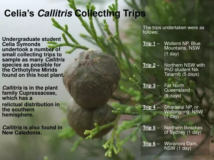 celia s callitris collecting trips