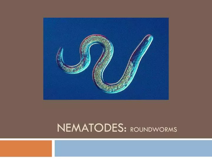 nematodes roundworms