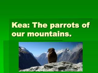 Kea: The parrots of our mountains.