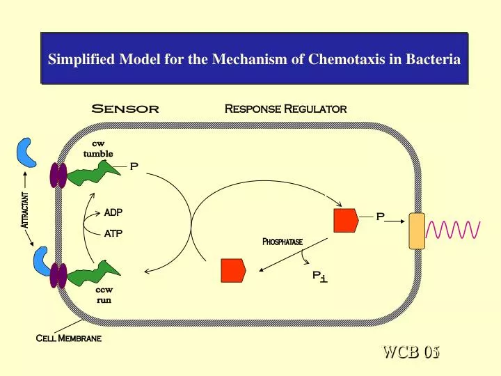 simplified model for the mechanism of chemotaxis in bacteria