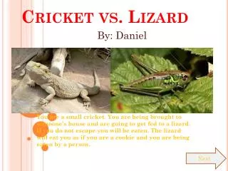 Cricket vs. Lizard