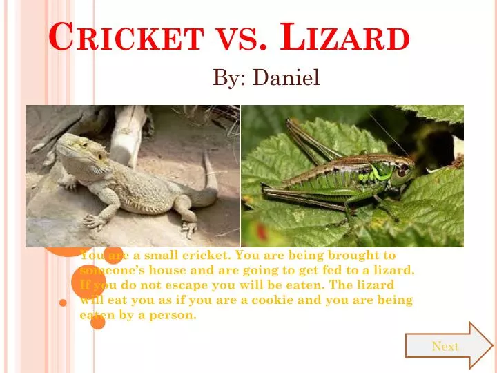 cricket vs lizard