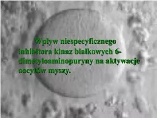 wp yw niespecyficznego inhibitora kinaz bia kowych 6 dimetyloaminopuryny na aktywacje oocyt w myszy