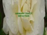 URINARY TRACT INFECTION - slide 1