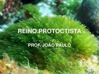 reino protoctista