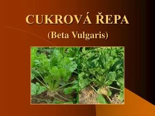 cukrov epa
