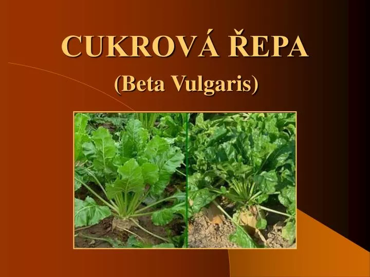 cukrov epa