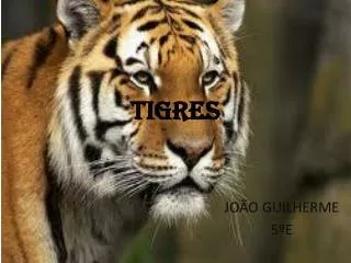 tigres