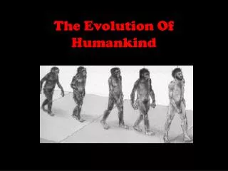 The Evolution Of Humankind