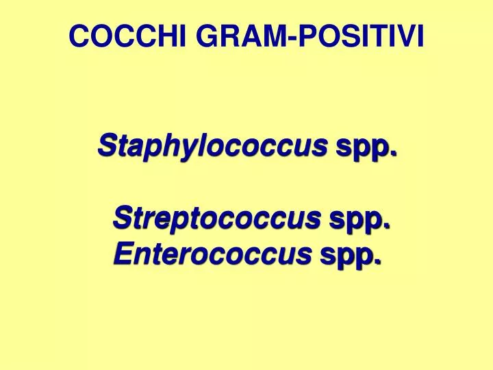 cocchi gram positivi staphylococcus spp streptococcus spp enterococcus spp