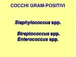 COCCHI GRAM-POSITIVI Staphylococcus spp. Streptococcus spp. Enterococcus spp. - slide 1