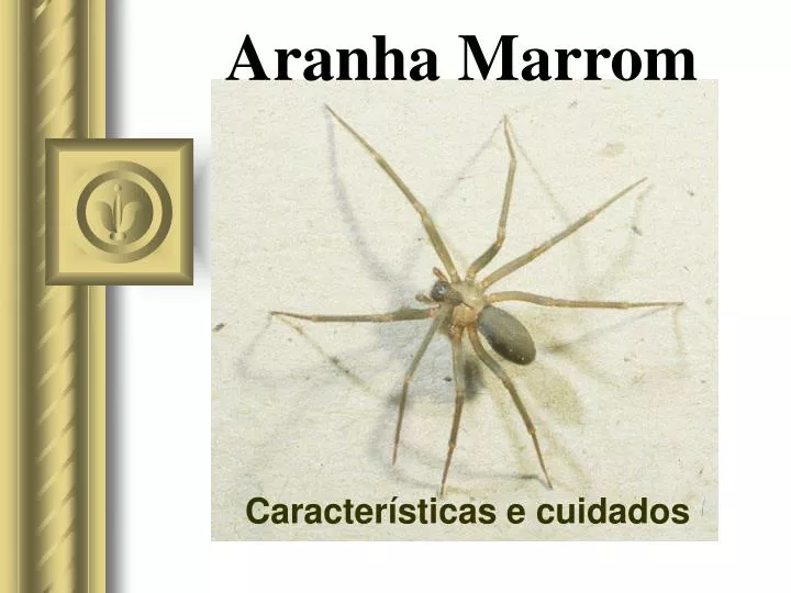 aranha marrom