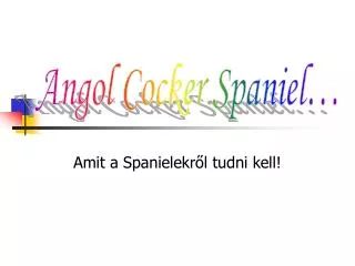 amit a spanielekr l tudni kell