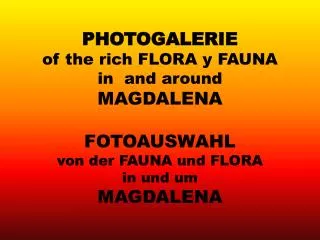 PHOTOGALERIE of the rich FLORA y FAUNA in and around MAGDALENA FOTOAUSWAHL