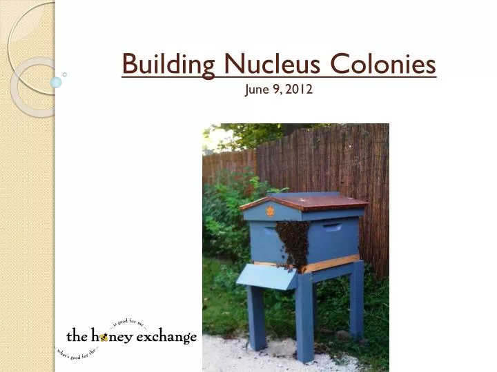 building nucleus colonies june 9 2012
