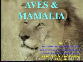 aves mamalia
