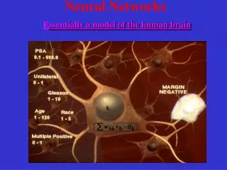Neural Networks E ssentially a model of the human brain