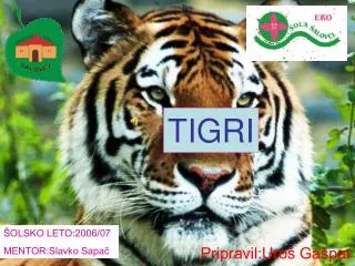 tigri