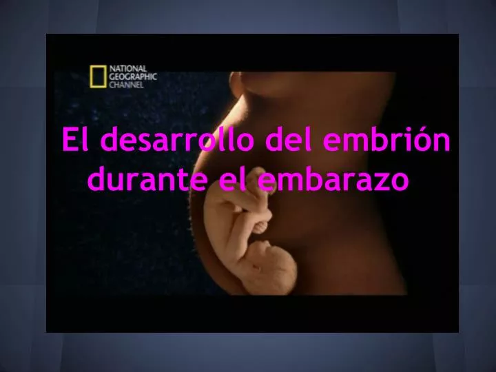 el desarrollo del embri n durante el embarazo