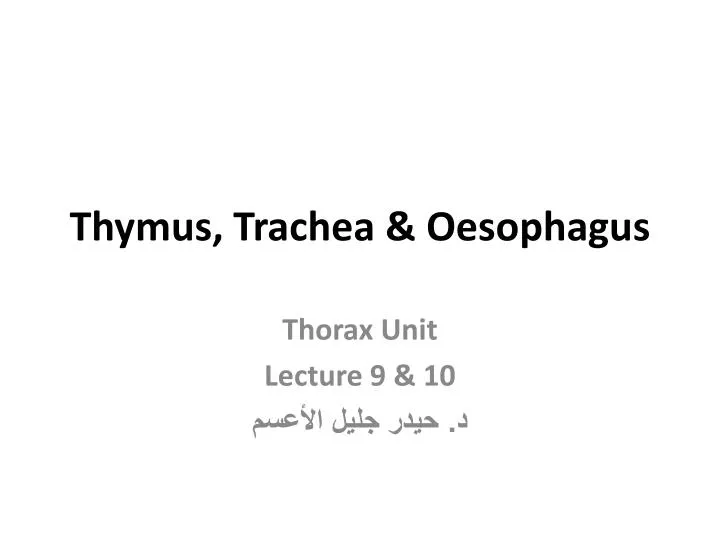 thymus trachea oesophagus