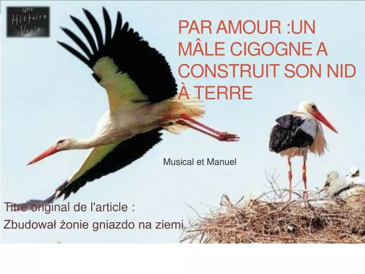 par amour un m le cigogne a construit son nid terre