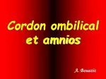 Cordon ombilical et amnios - slide 1