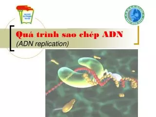 qu tr nh sao ch p adn adn replication