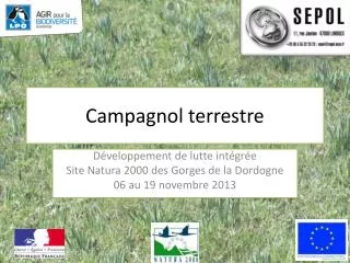 campagnol terrestre