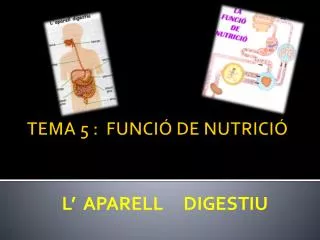 l aparell digestiu