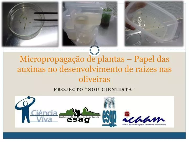 micropropaga o de plantas papel das auxinas no desenvolvimento de ra zes nas oliveiras