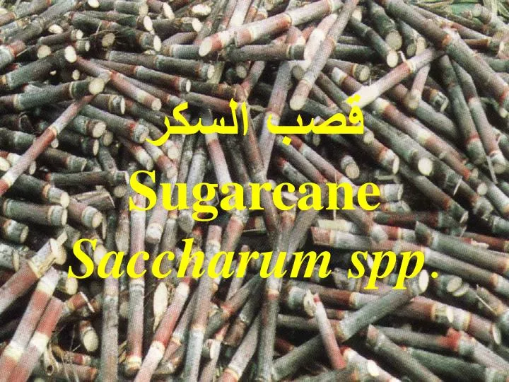 sugarcane saccharum spp