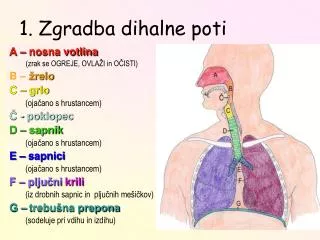 1 zgradba dihalne poti
