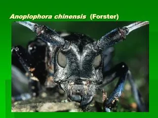 anoplophora chinensis forster
