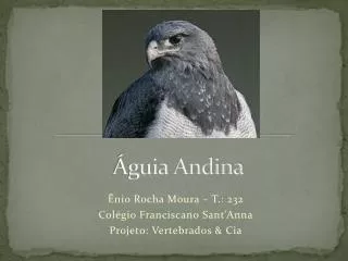 guia andina