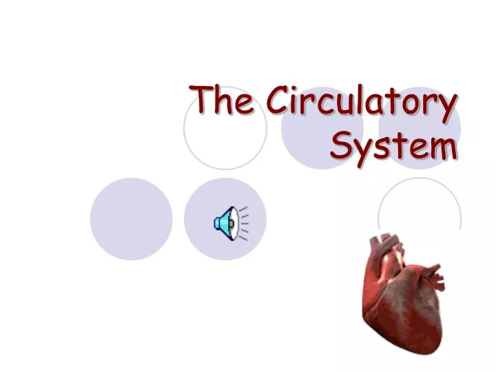 the circulatory system