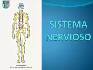 sistema nervioso