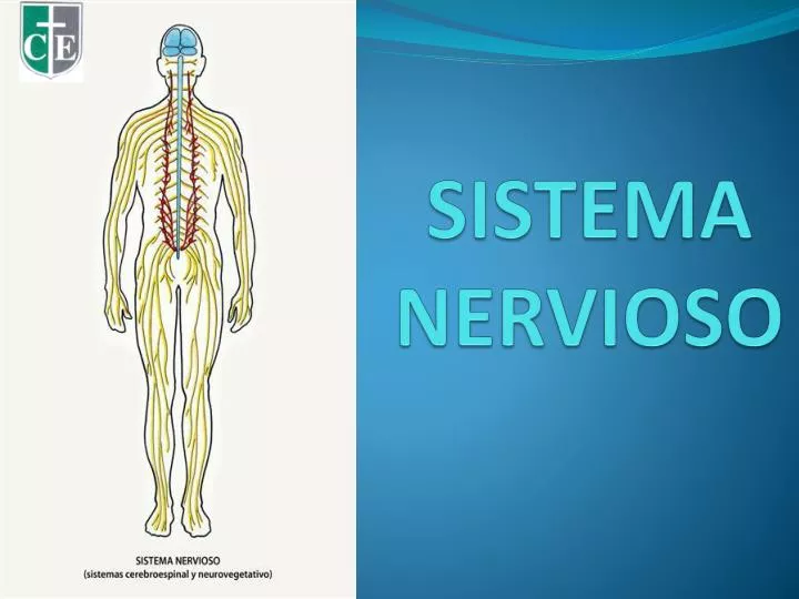 sistema nervioso