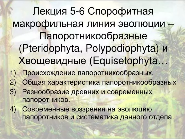 5 6 pteridophyta polypodiophyta equisetophyta
