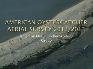 American Oystercatcher aerial survey 2012/2013