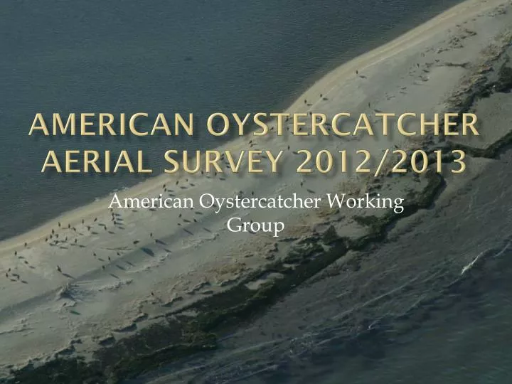 american oystercatcher aerial survey 2012 2013